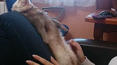 Fapte amuzante despre dihor